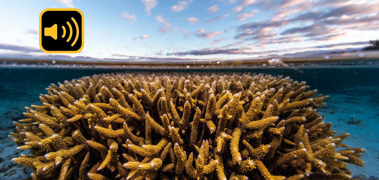 日本の金利：表面下に潜むリスクを分析する